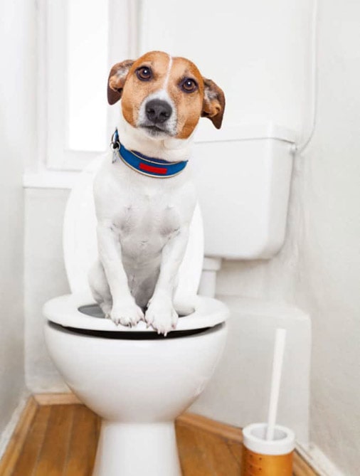 آموزش دستشویی رفتن به سگ