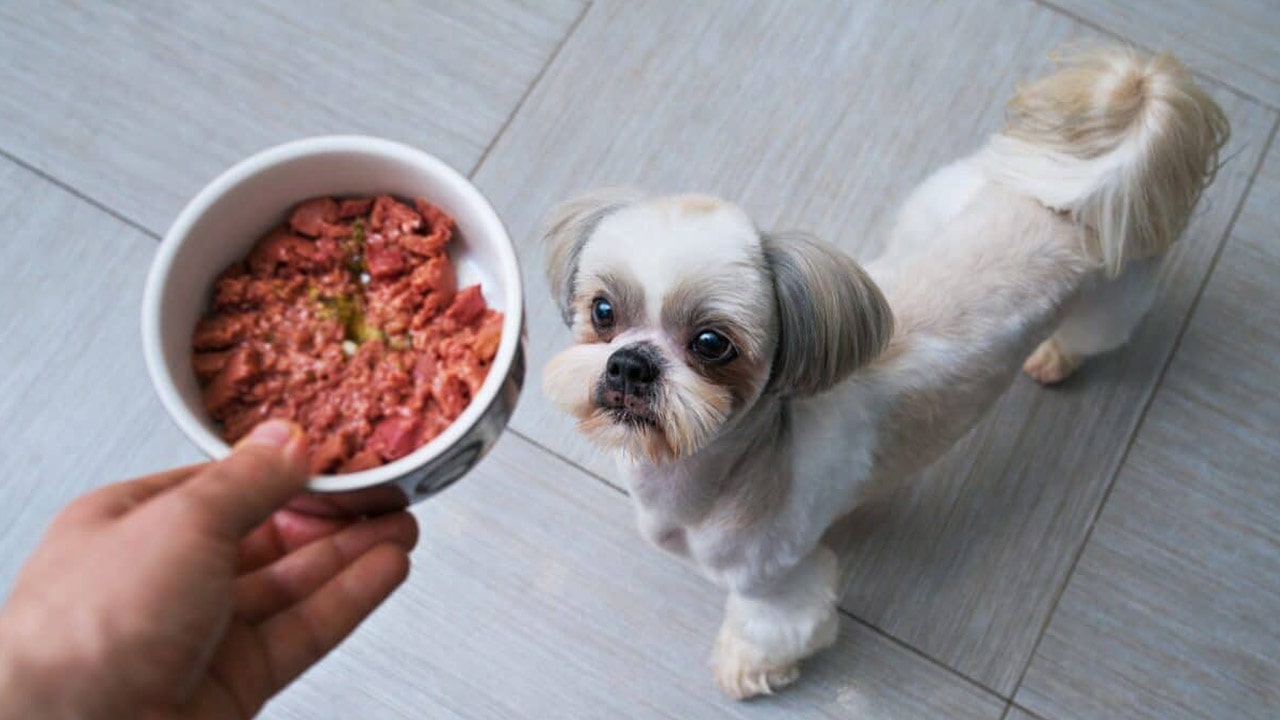 خرید غذای سگ شیتزو