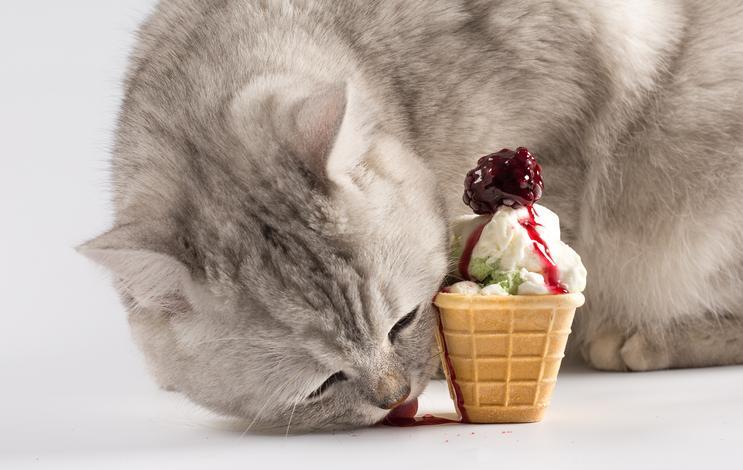 بستنی گربه تشویقی لدیذ