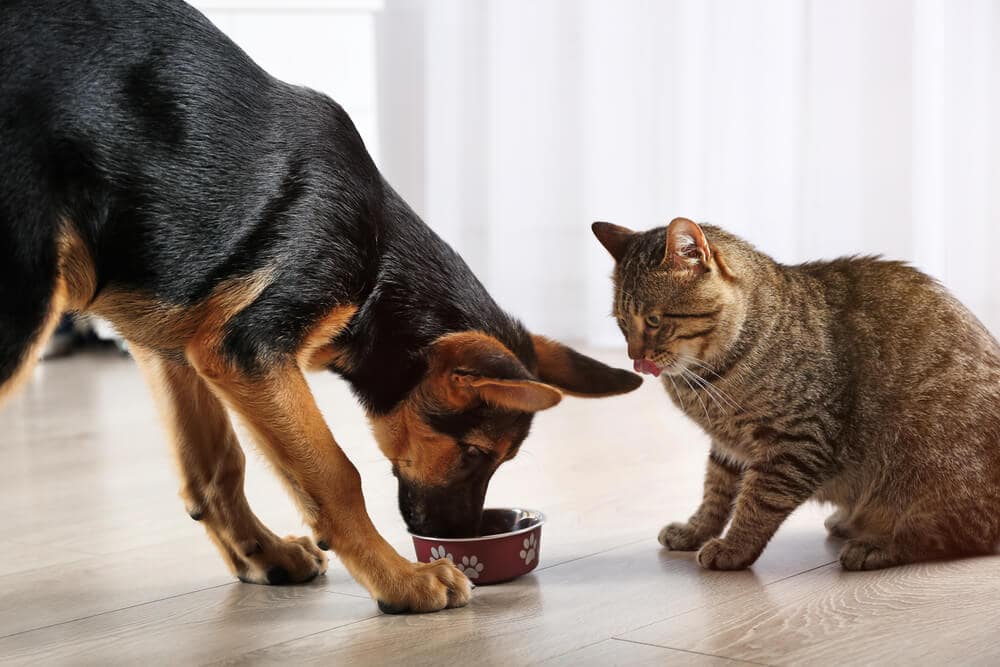 آیا سگ‌ها می‌تواند از غذای گربه‌ها بخورند؟