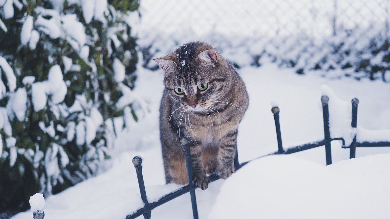 مراقبت از گربه ها در فصل زمستان