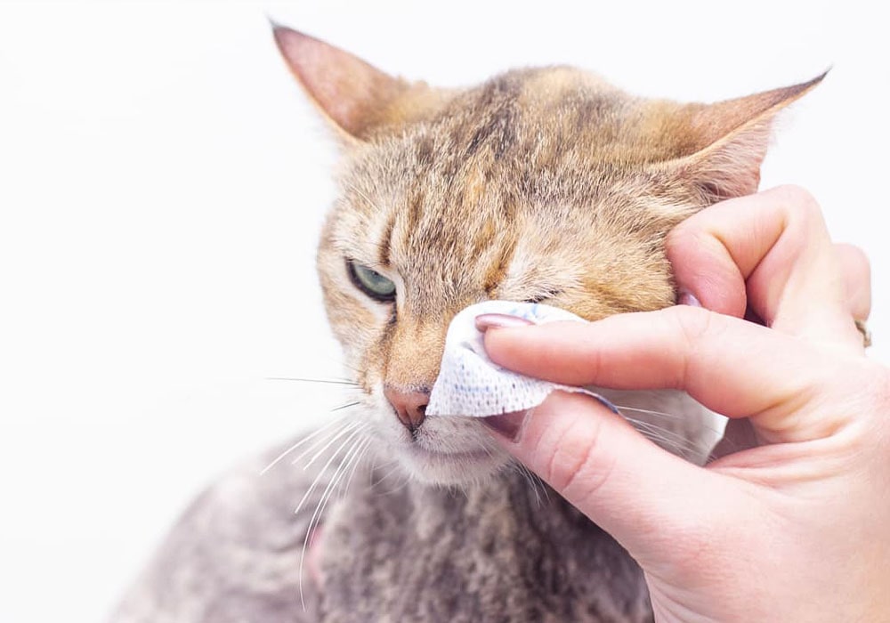 عفونت چشم گربه و درمان آن