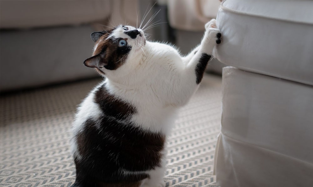 ناخن کشیدن گربه روی وسایل خانه
