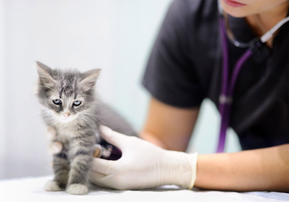 واکسن های ضروری گربه چیست؟