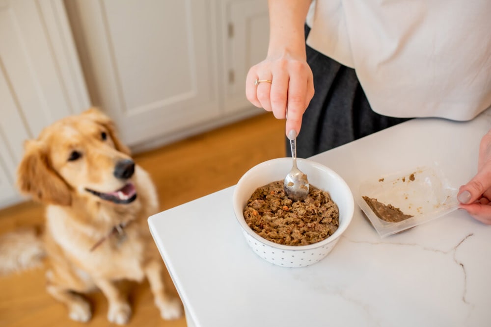 غذا دادن به سگ در طول روز