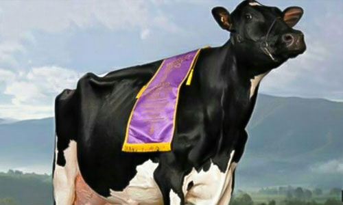 گاو میسی گرانترین و با ارزش ترین گاو جهان
