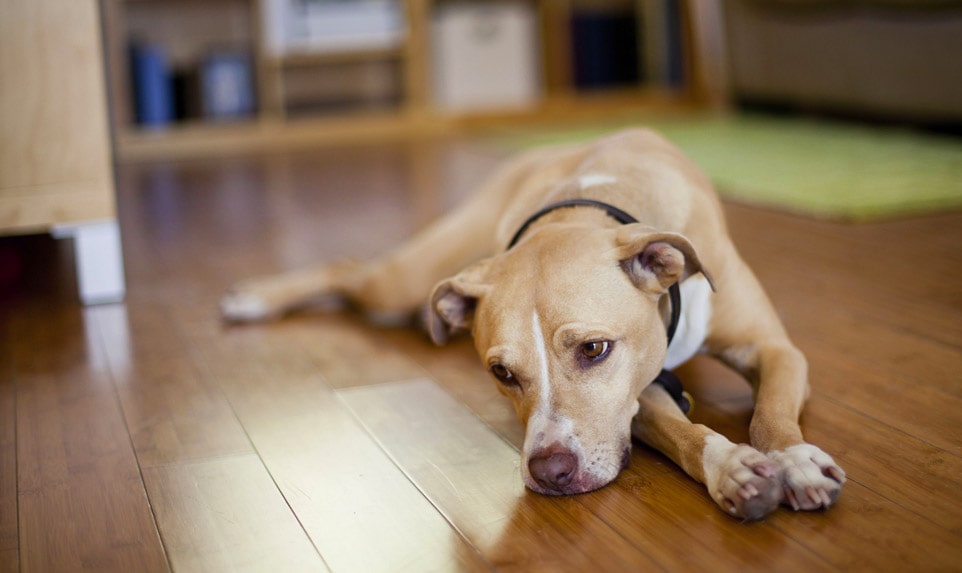 علائم افسردگی در سگ و روش های درمان